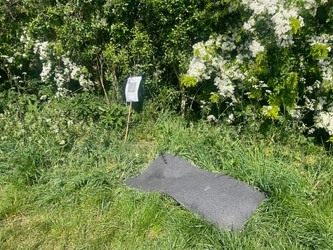 A grey rectangle set on green grass with white flowersr and a small sign behind; a curling snakeskin held against green background; a sign reading 'Wildlife Survey in Progress: please do not disturn mats'