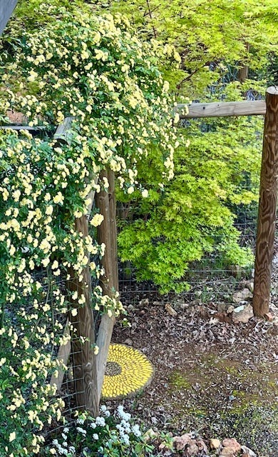 Photos of pansies, roses and wysteria
