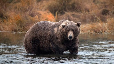 Brown Bear