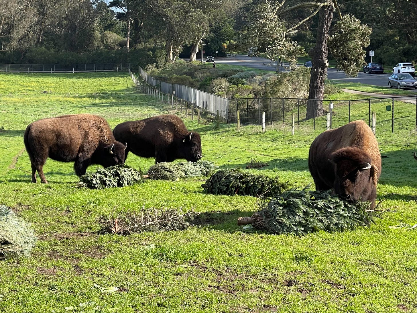 The Bizarre Treat Golden Gate Park's Bison Get Once a Year