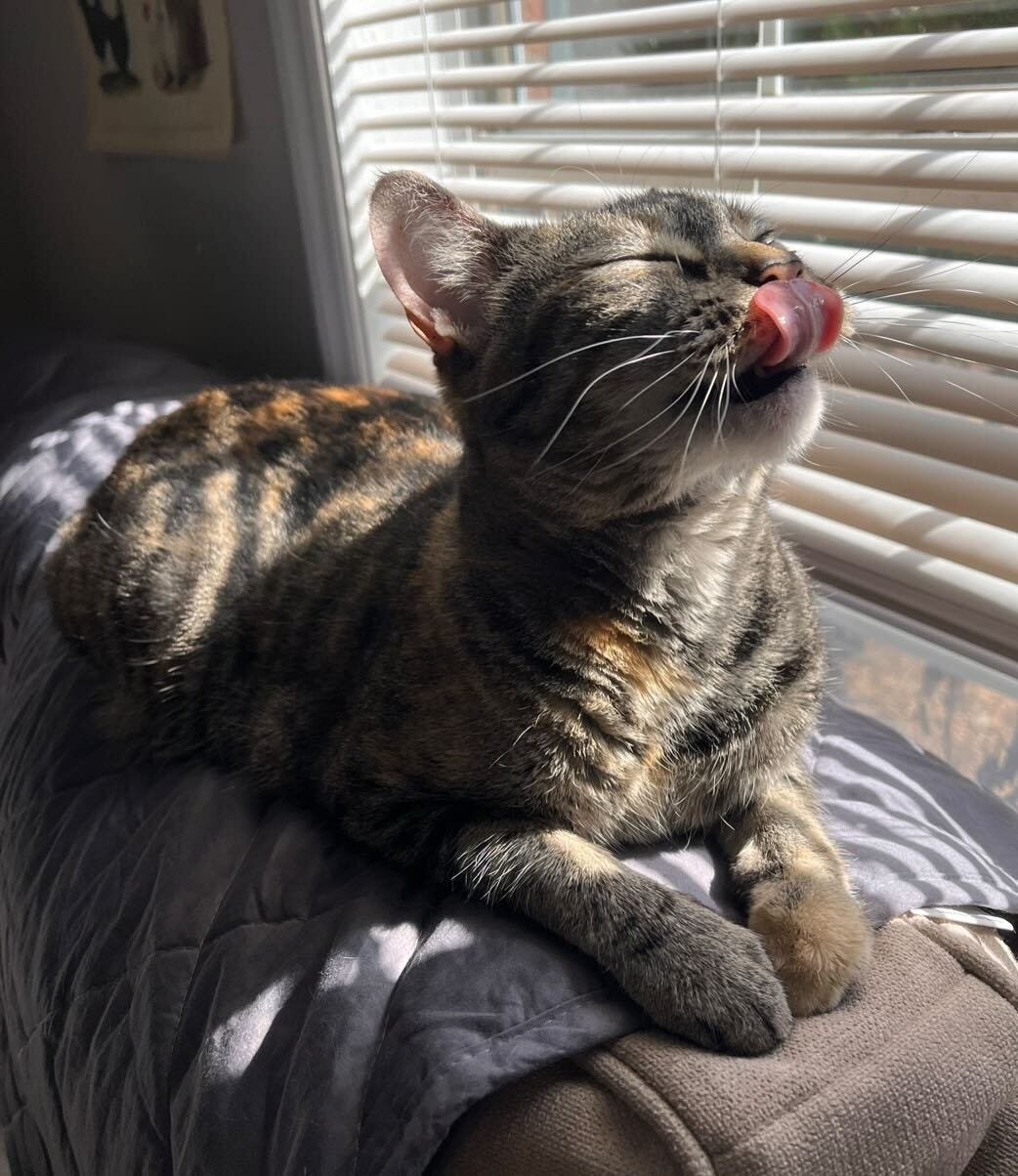 Tabby cat sitting on a couch and licking her nose.
