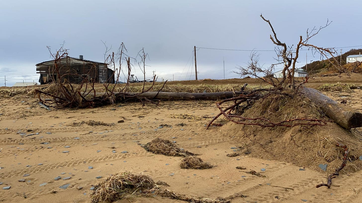 Fallen trees amid a storm ravaged landscape in western Alaska. A wooden structure is visible in the background. Fallen trees amid a storm ravaged landscape in western Alaska. A wooden structure is visible in the background.