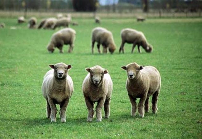 Sheep-grazed pastures – Pastures – Te Ara Encyclopedia of New Zealand