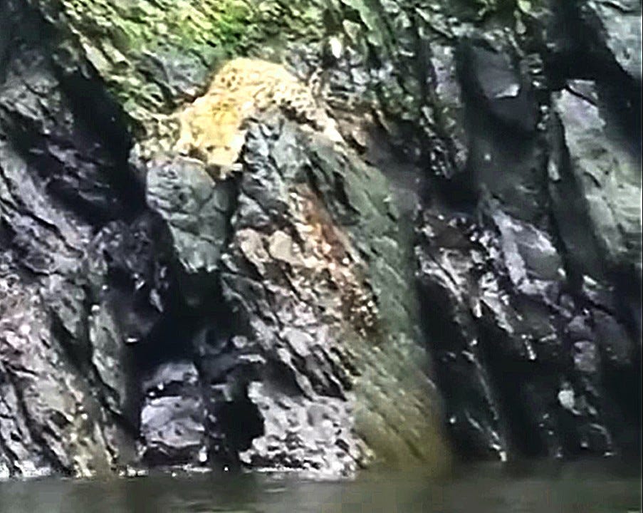 Fussy photo of leopard stranded on cliff face Fussy photo of leopard stranded on cliff face