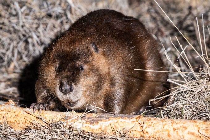 beaver with paw on wood sitting on brown grass