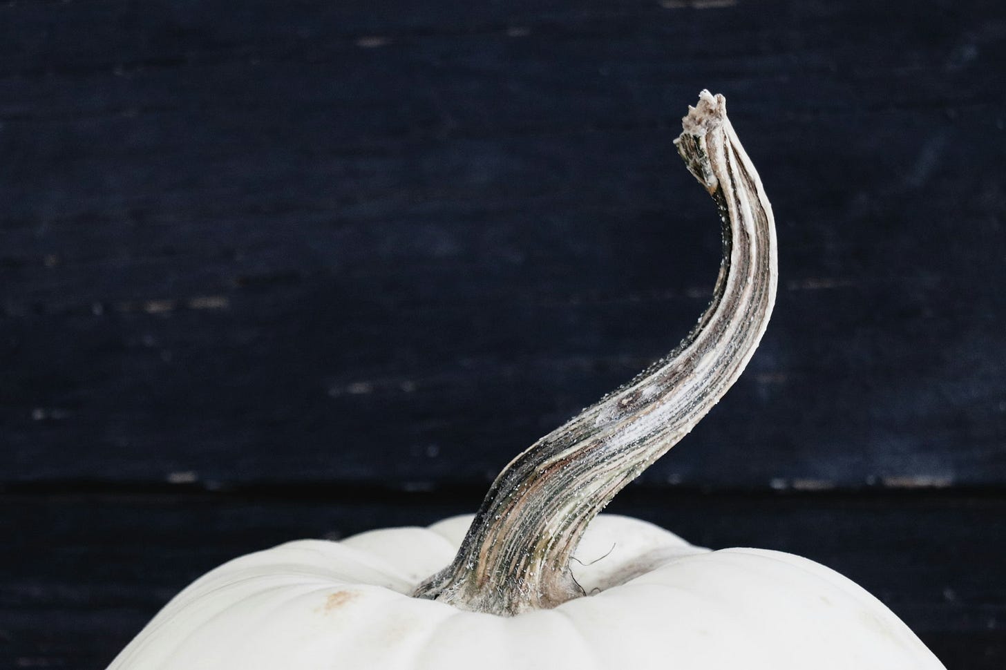 white pumpkin stem