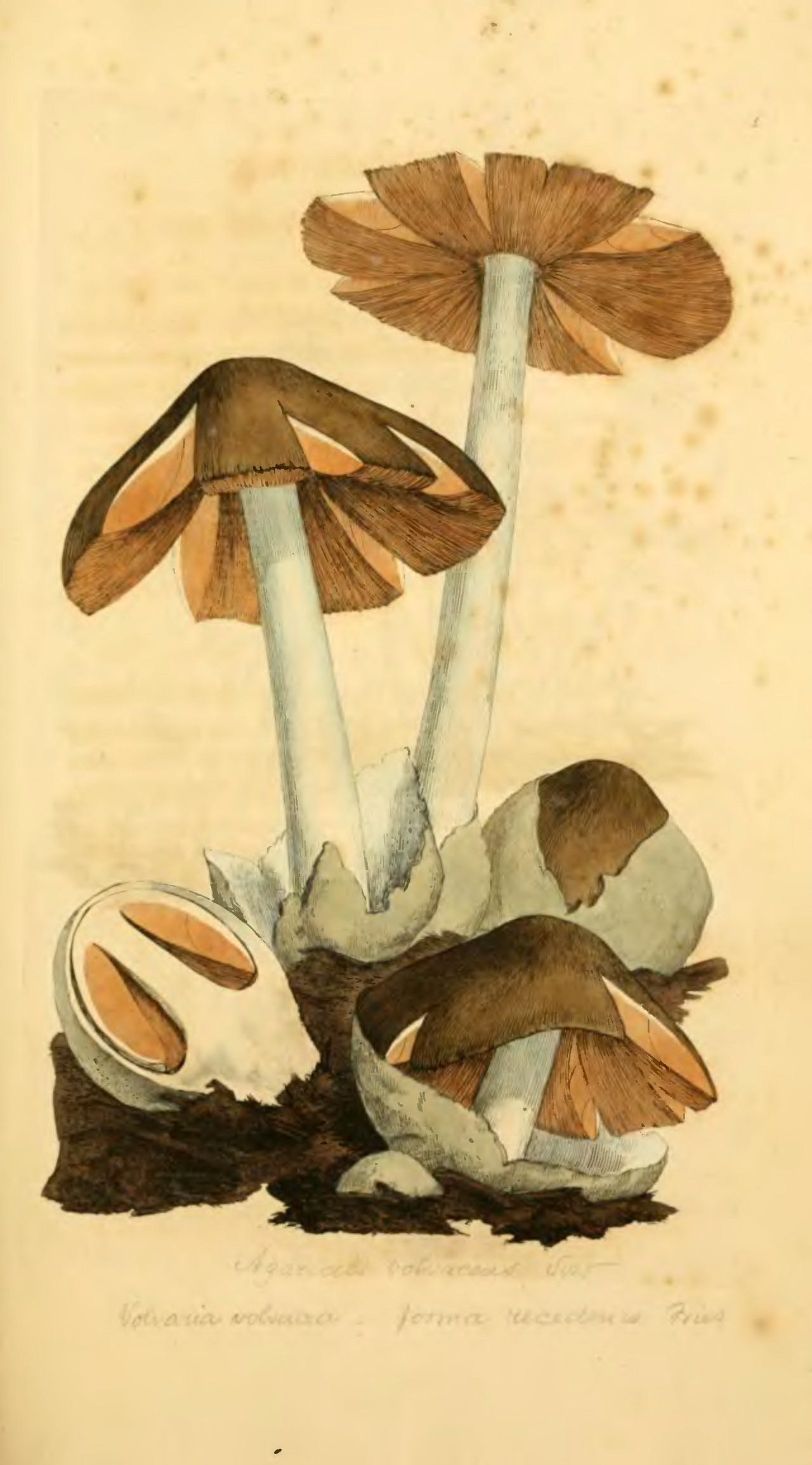 Brown-capped mushrooms breaking out of white egg-shaped sacs, one sac sliced open to show the gills inside