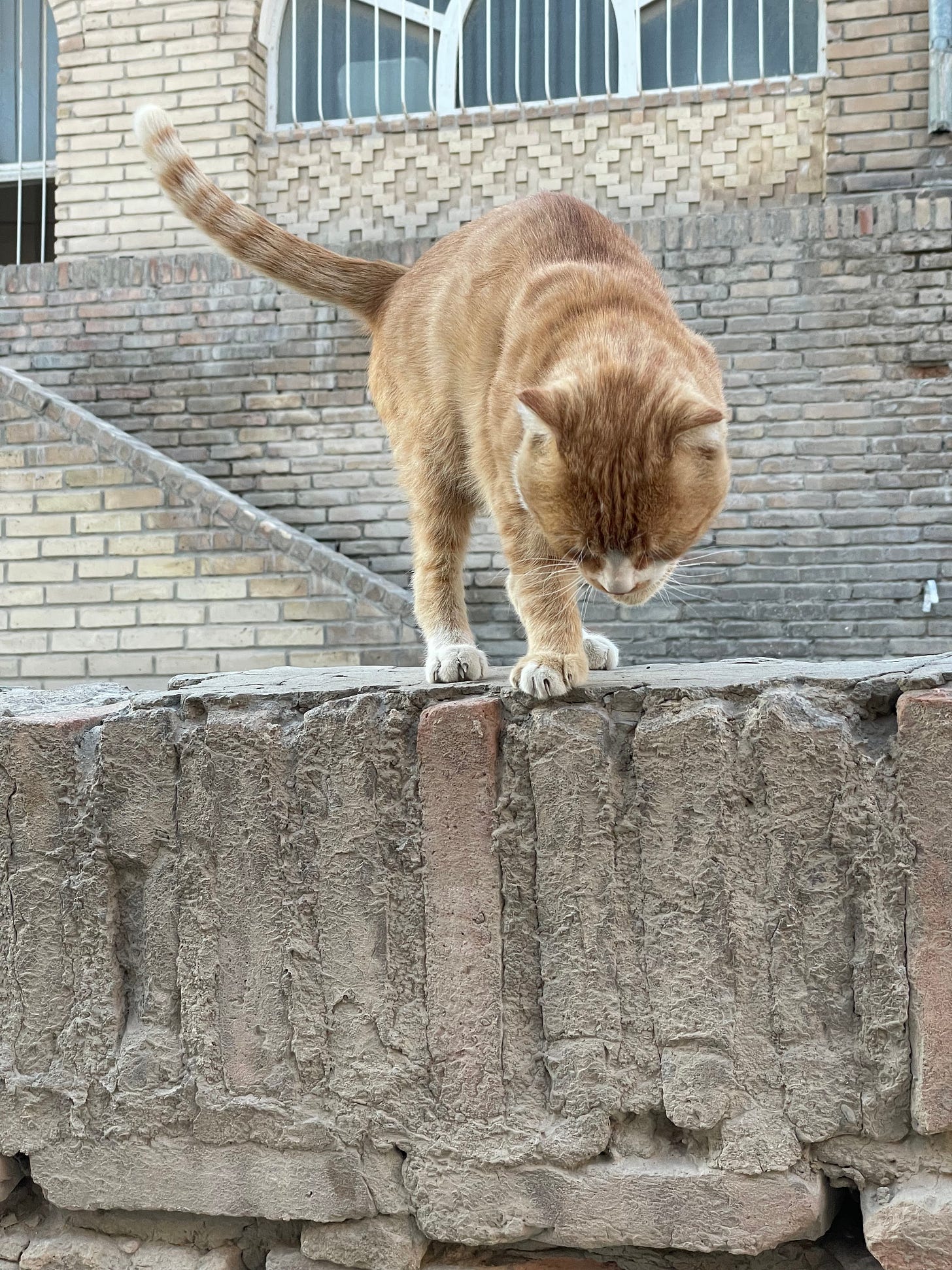 Ginger cat looks down from a wall