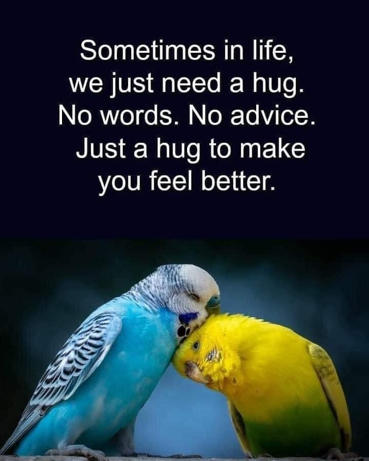 Birds hugging 