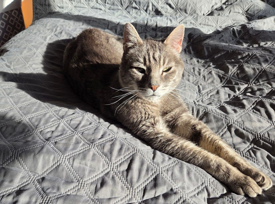 my grey tabby cat Thornton, lying on a green bedspread in late afternoon light, casting a longish shadow. his front legs are stretched out to absorb the solar energy he thrives on. my grey tabby cat Thornton, lying on a green bedspread in late afternoon light, casting a longish shadow. his front legs are stretched out to absorb the solar energy he thrives on.