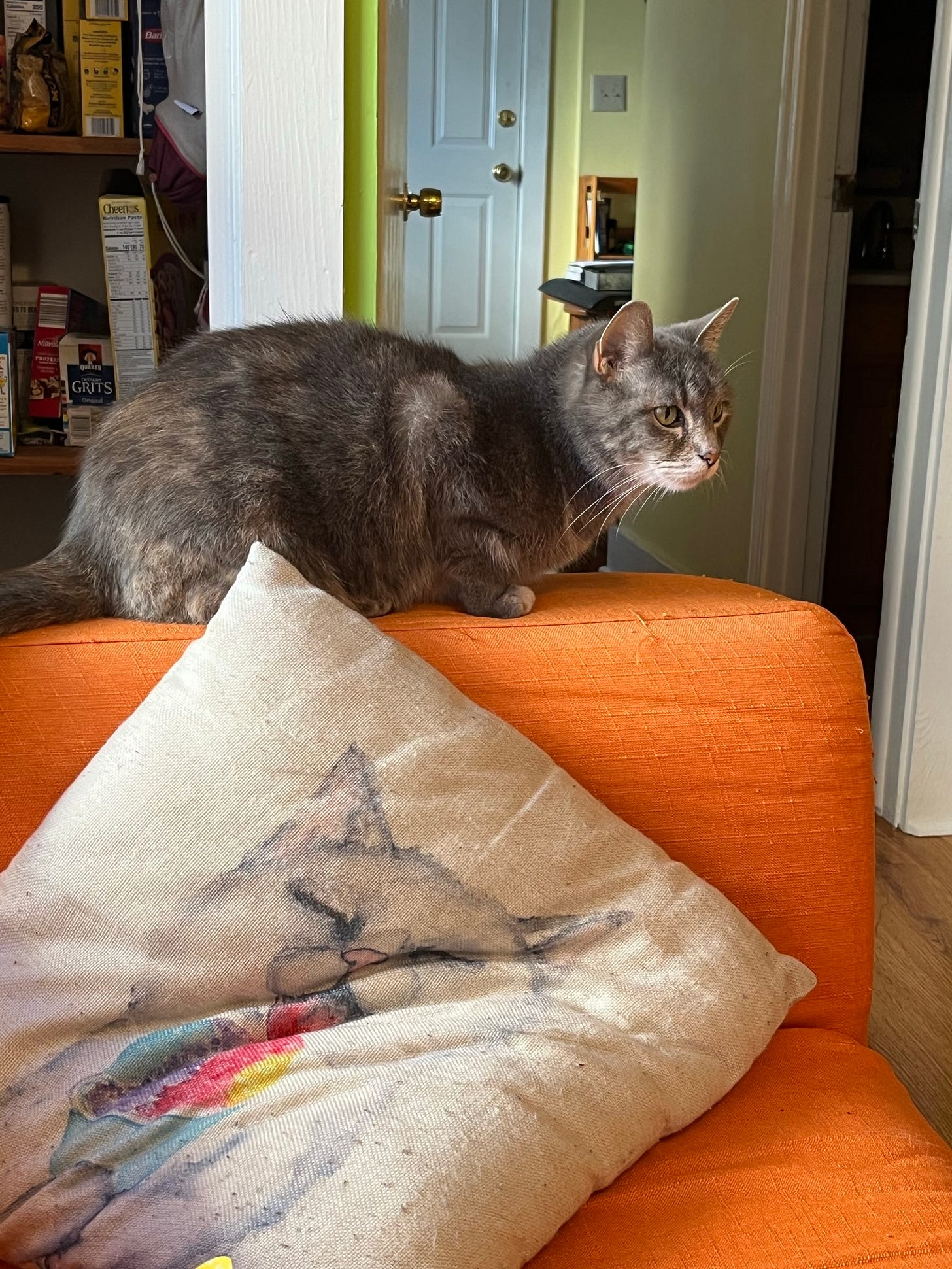 Gray cat sitting on the arm of an orange sofa looking pensive