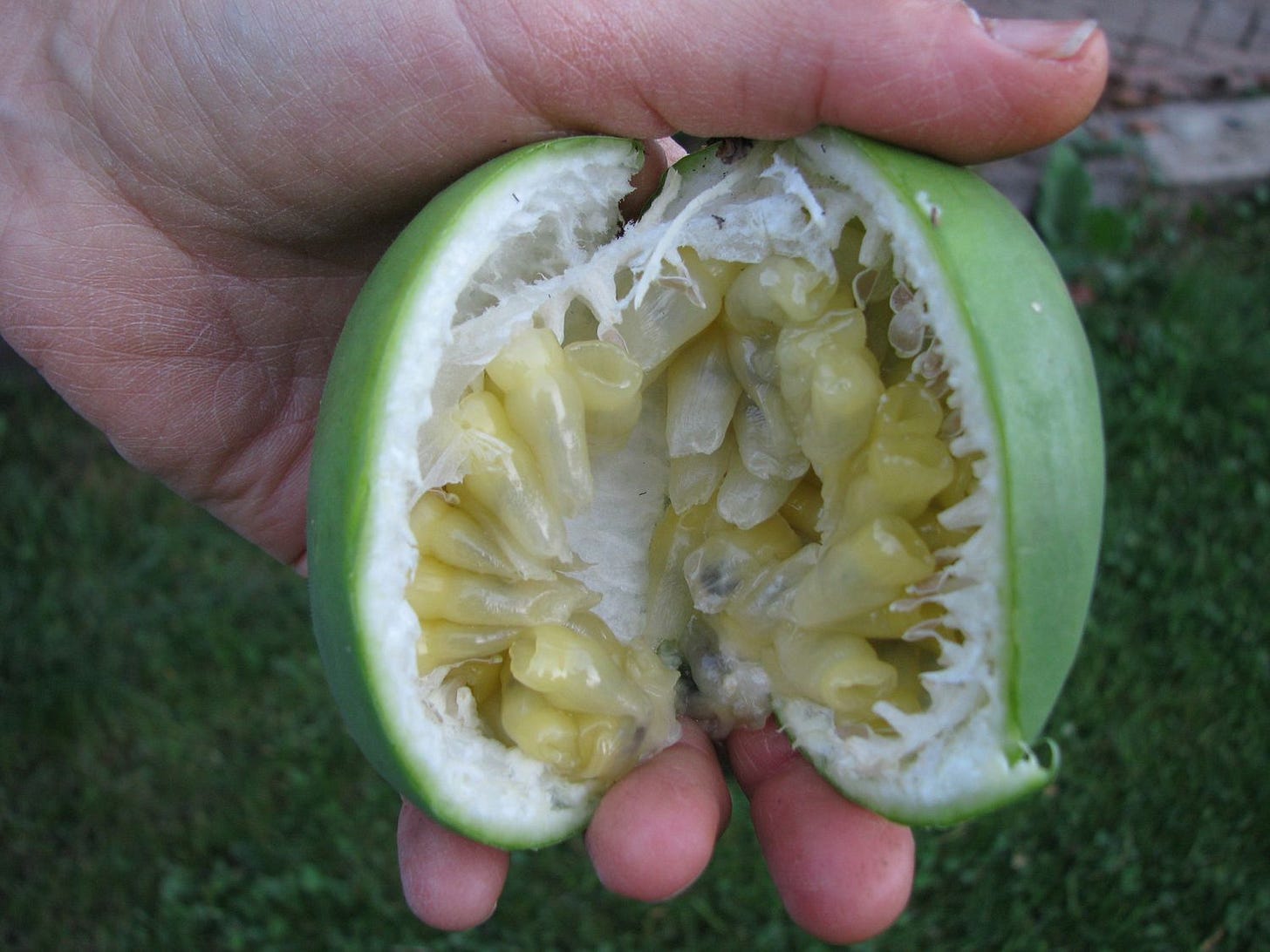 How To Eat Maypop - Recipes.net How To Eat Maypop - Recipes.net