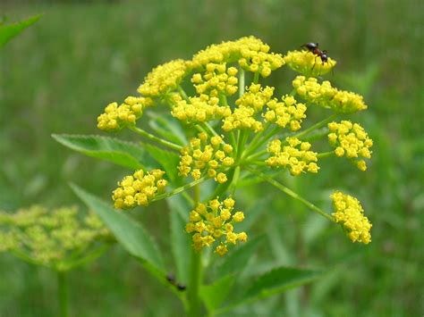 Native spotlight: Zizia aurea - Kentucky Native Plant Society Native spotlight: Zizia aurea - Kentucky Native Plant Society