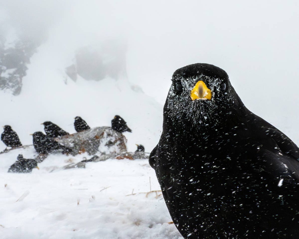 en primer plano, un ave de color negro y pico amarillo mira a la cámara, mientras otras compañeras están por detrás, el paisaje está nevado