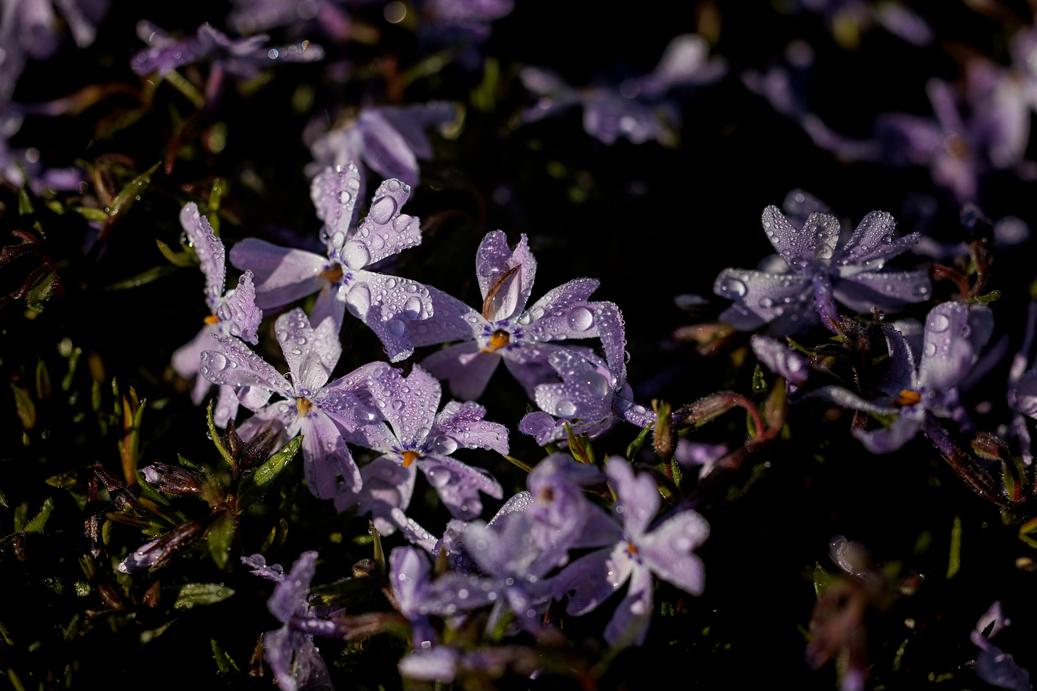 Purple phlox flowers soaked in heavy dew, with water droplets glistening on the petals under soft morning light
