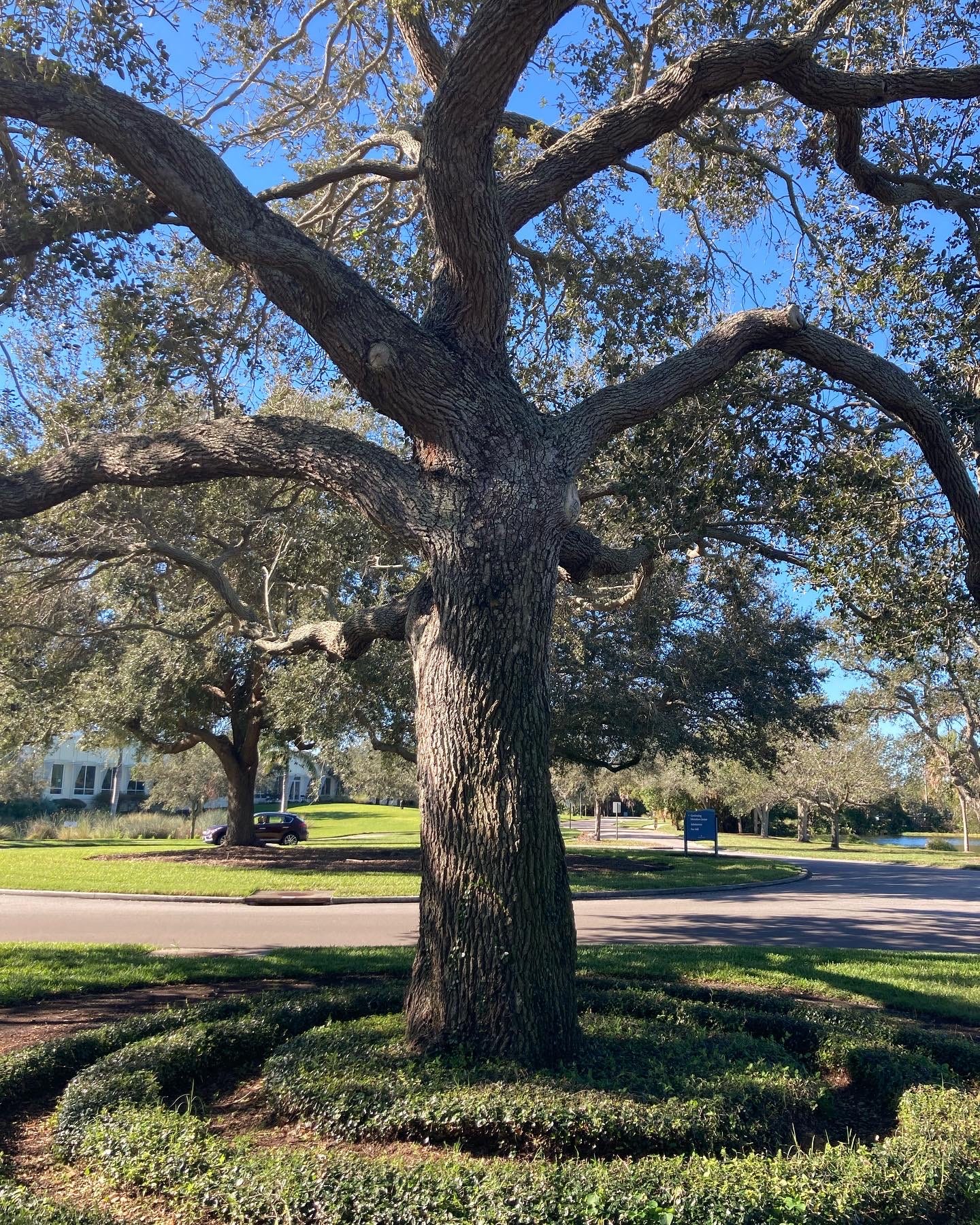 Live oak tress with some spanish moss Live oak tress with some spanish moss