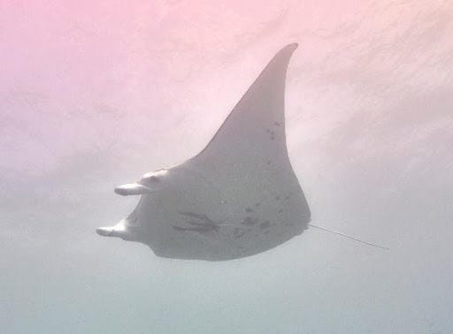 Stingray Stingray