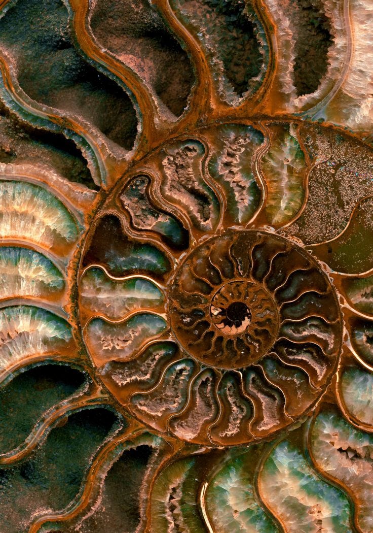 This may contain: an image of a close up view of the inside of a shell
