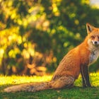 🗝️ Lost Animal Identities—Fiction (sort of)