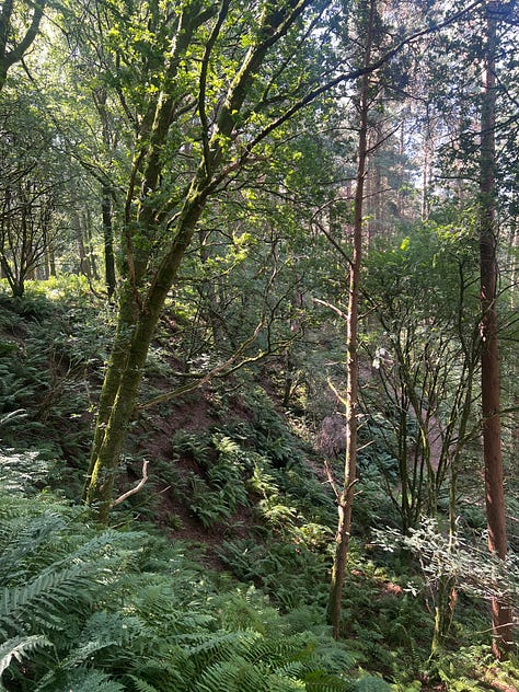 Corncockle Quarry, its hole and nature's reclamation