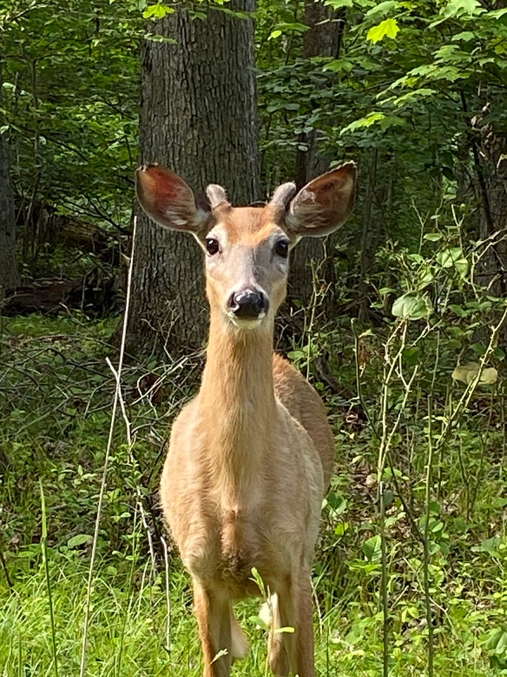A deer coming out of the forest towards my car.