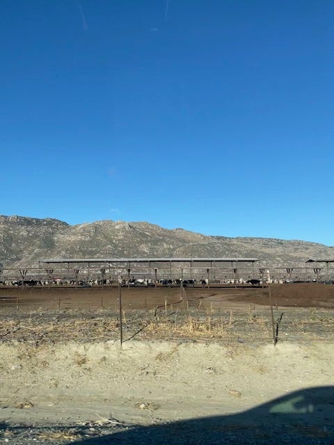 desert in palm springs, california