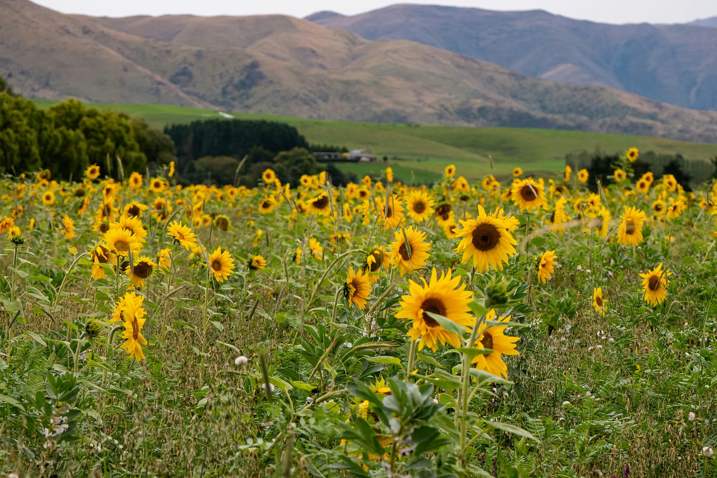 Wild sunflowers bloom in the mountains