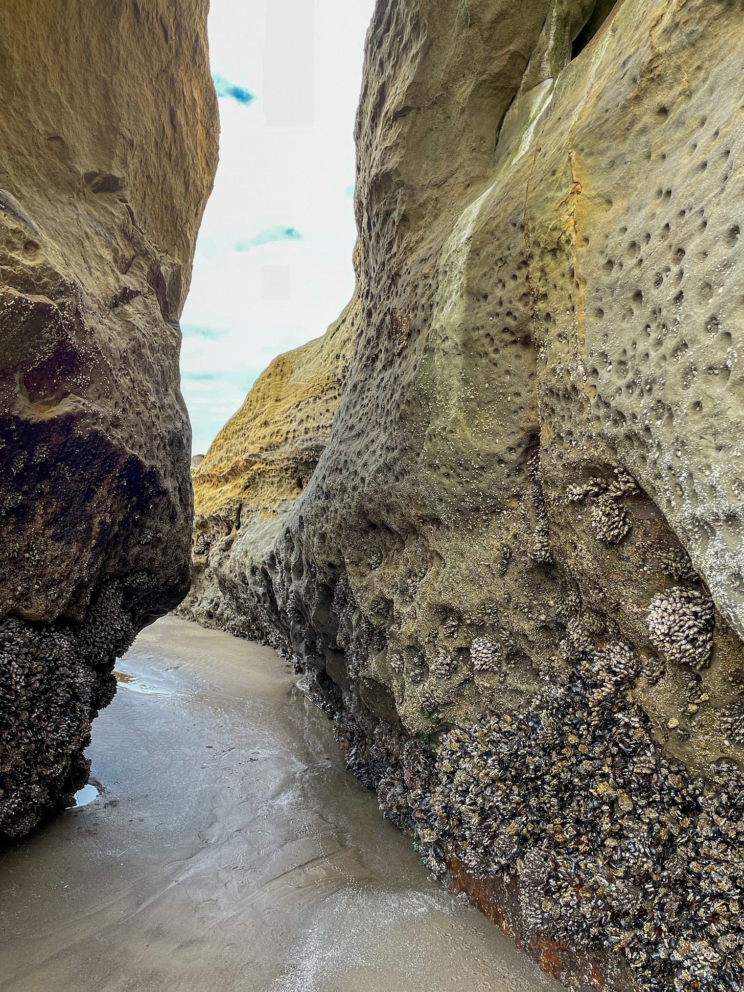 on the beach of Cape Kiwanda on the beach of Cape Kiwanda
