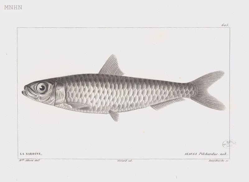 A delicately colored lithograph of a single googly-eyed sardine A delicately colored lithograph of a single googly-eyed sardine