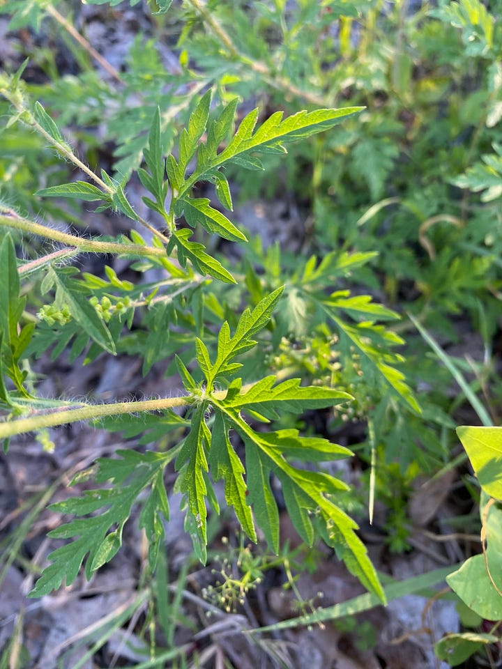 Hairy stems of common ragweed right. Smoother stems of giant ragweed, left