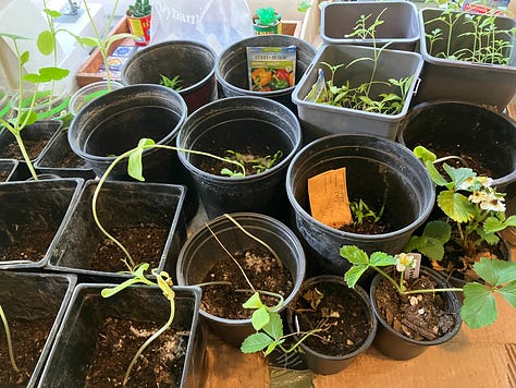 Pumpkins, tomatoes, sunflowers, peppers, and other seeds growing in pots
