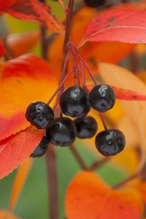 Five pictures, all shrubs in fall foliage.