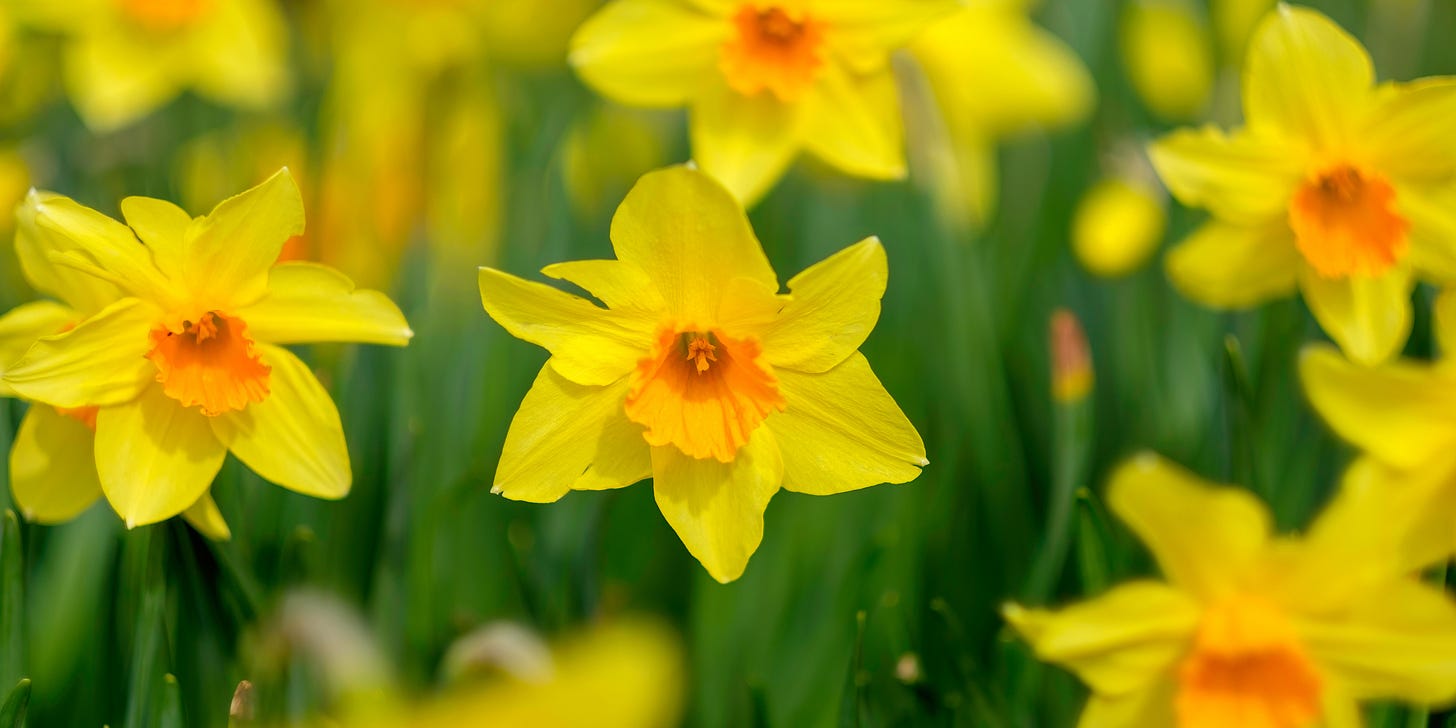 The Daffodil: Meanings, Images & Insights | Floraly