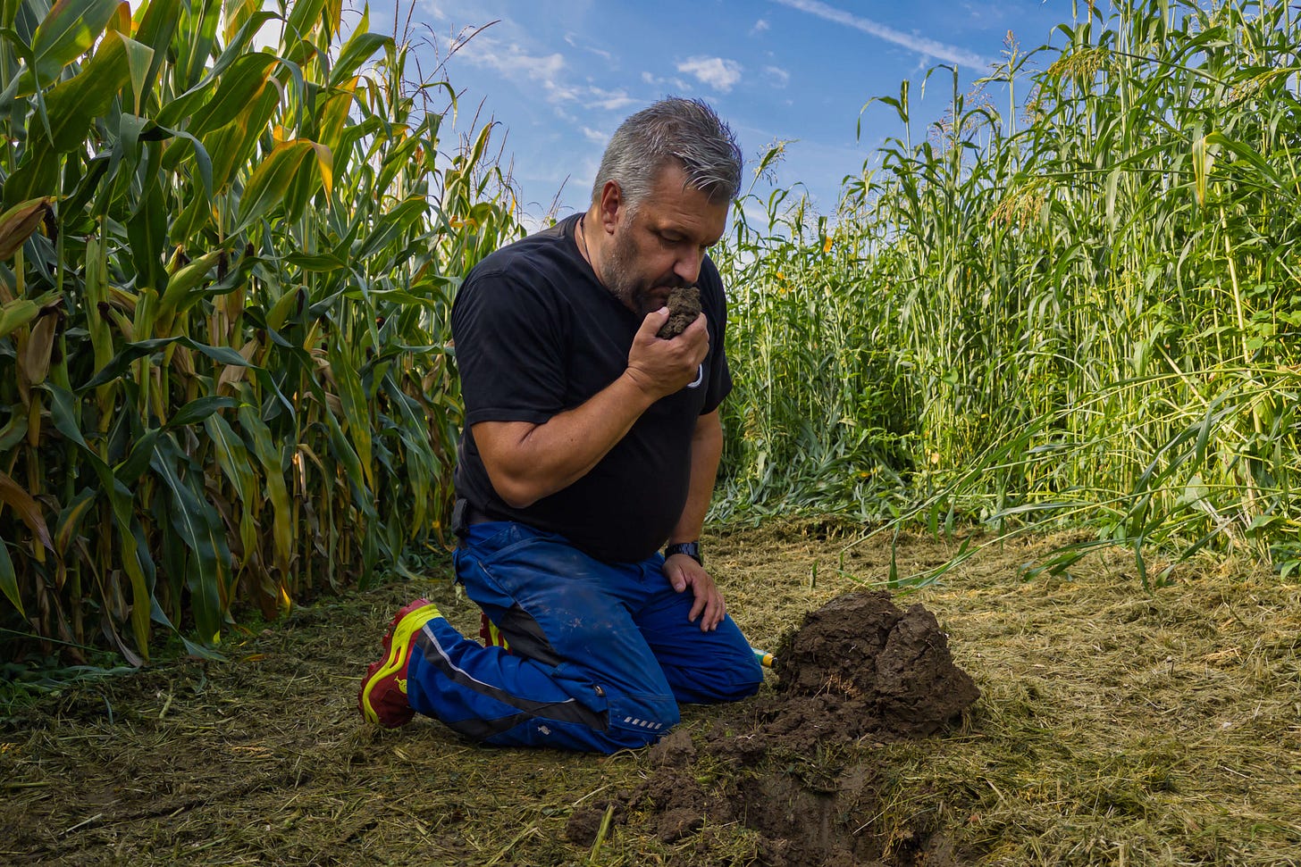 Landwirt Sven Studer kniet auf einem gemähten Streifen zwischen zwei dichten, mannshohen Beständen – links Körnermais, rechts eine ebenso hoch gewachsene Gründüngungs-Mischung. Er hält einen Erdklumpen in der Hand, riecht konzentriert daran und prüft die Bodenqualität. Landwirt Sven Studer kniet auf einem gemähten Streifen zwischen zwei dichten, mannshohen Beständen – links Körnermais, rechts eine ebenso hoch gewachsene Gründüngungs-Mischung. Er hält einen Erdklumpen in der Hand, riecht konzentriert daran und prüft die Bodenqualität.