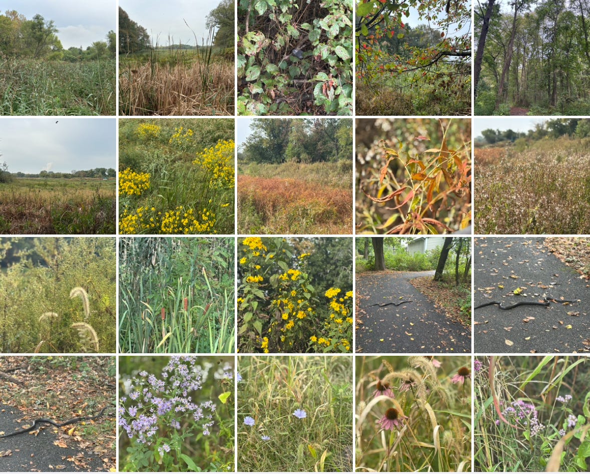 a tapestry of images: flowers, trees, grass, sky