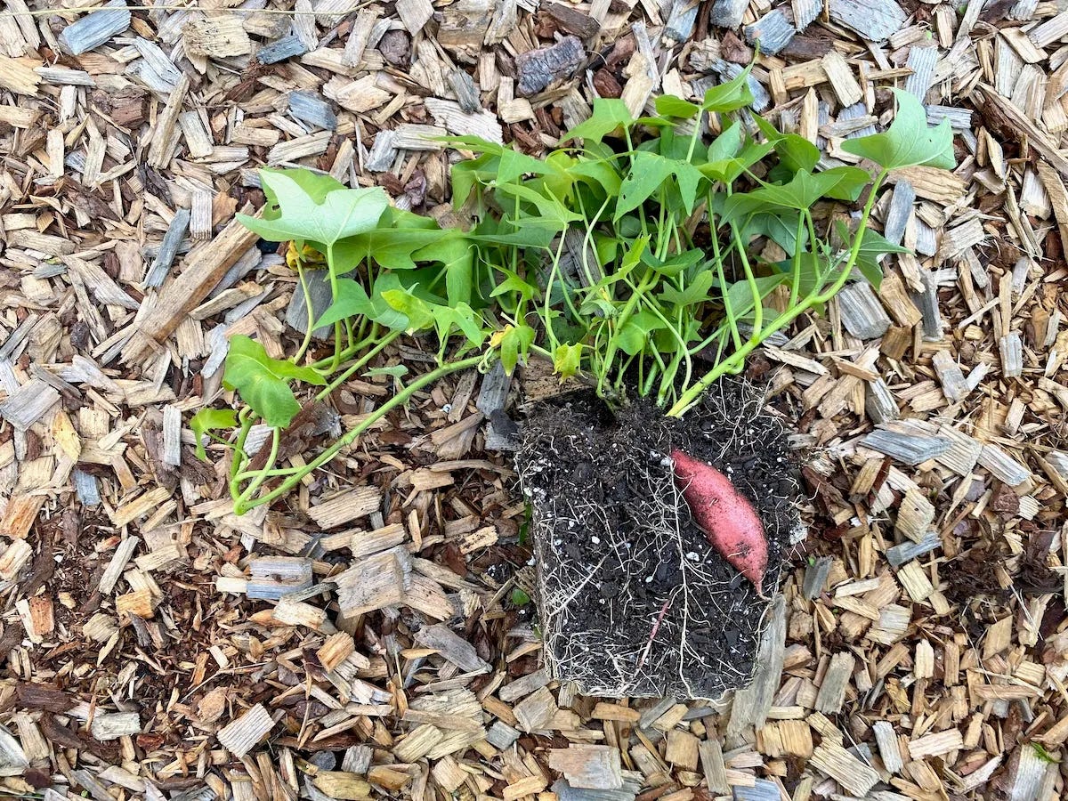 DIY Sweet Potato Slips | Practical Self Reliance, image size:1200x900