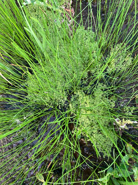 A new ecosystem is born amongst rows of cultivated crops. 