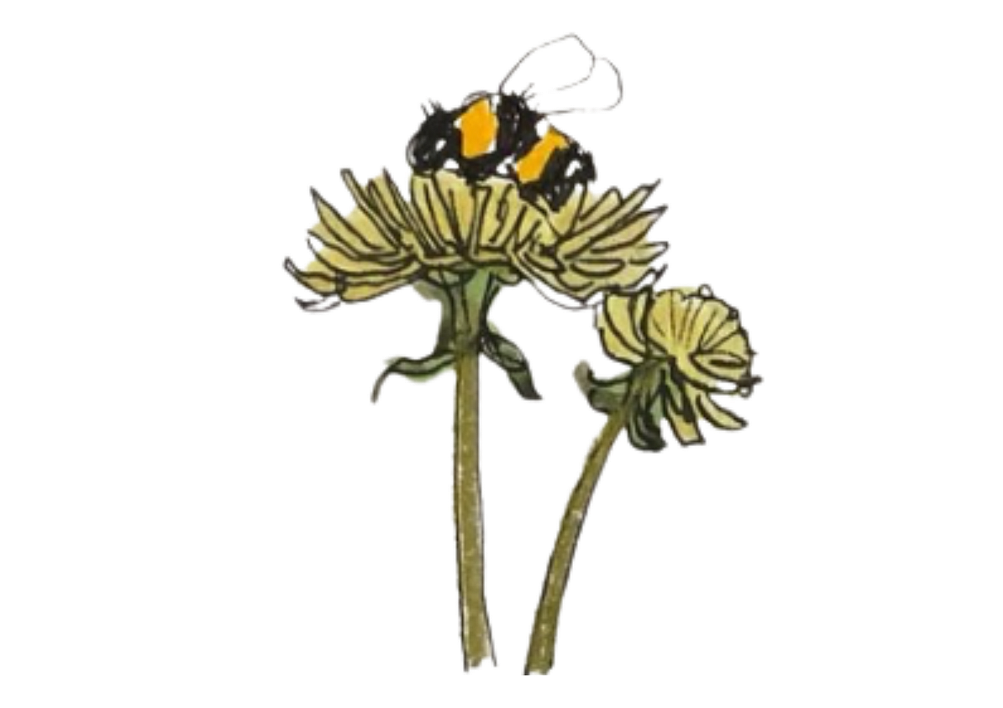 drawing of a bee on a dandelion