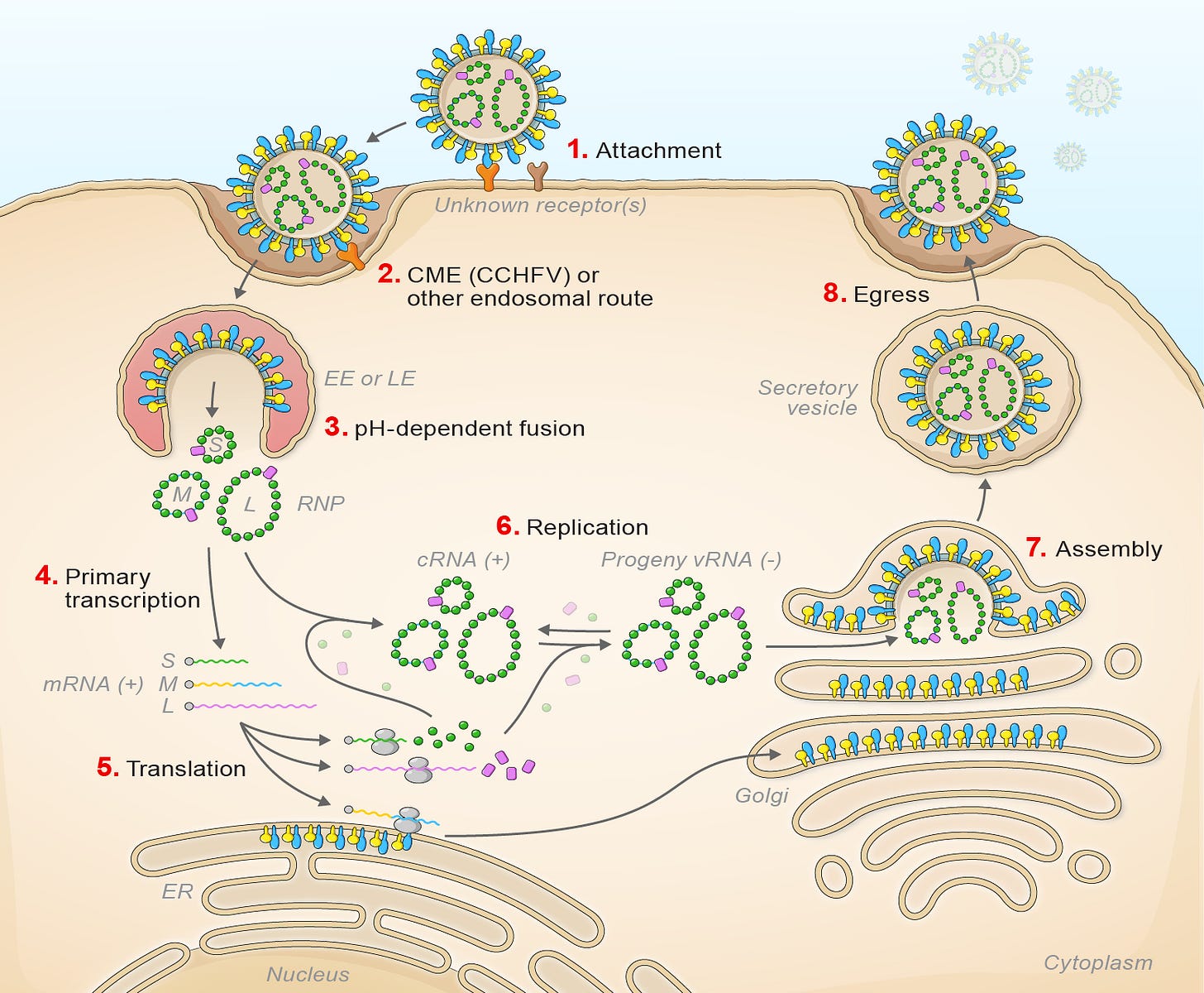 Orthohantovirus replication cycle