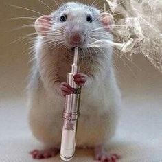 Researchers find stoned rats just can't be bothered – The beaver is a proud  and noble animal