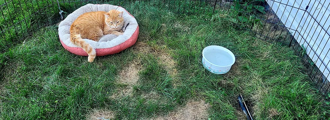 Orange cat lying in a red and beige pet bed on grass inside a fenced enclosure, with a white water bowl nearby.