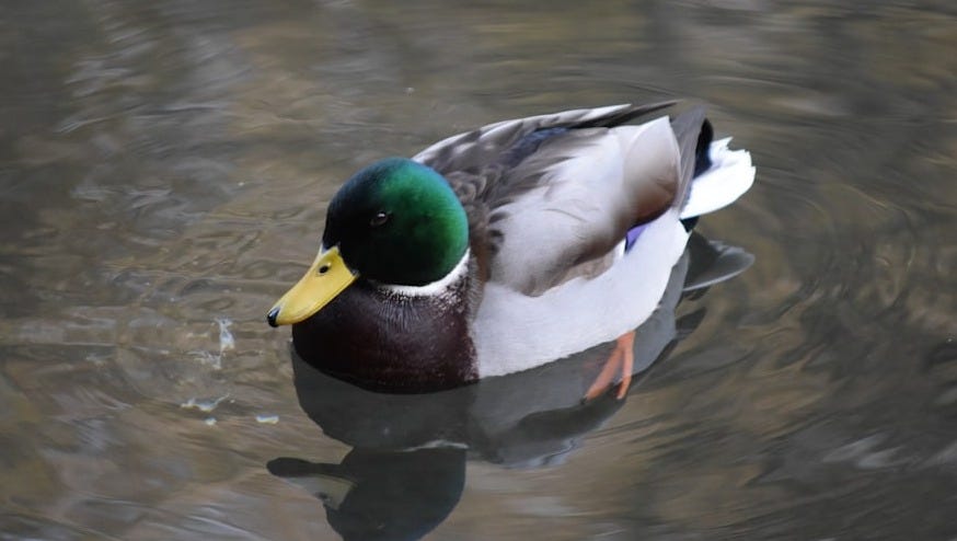 a duck floating on top of a body of water