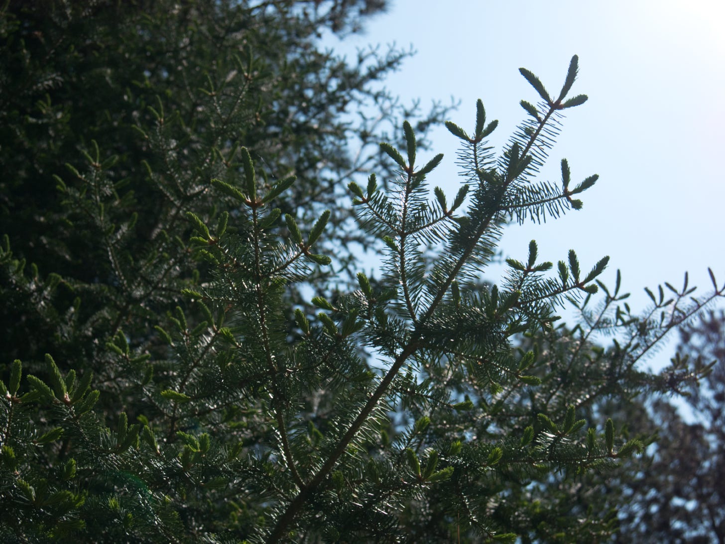 Pine tree and its new candles. background light blue sky.
