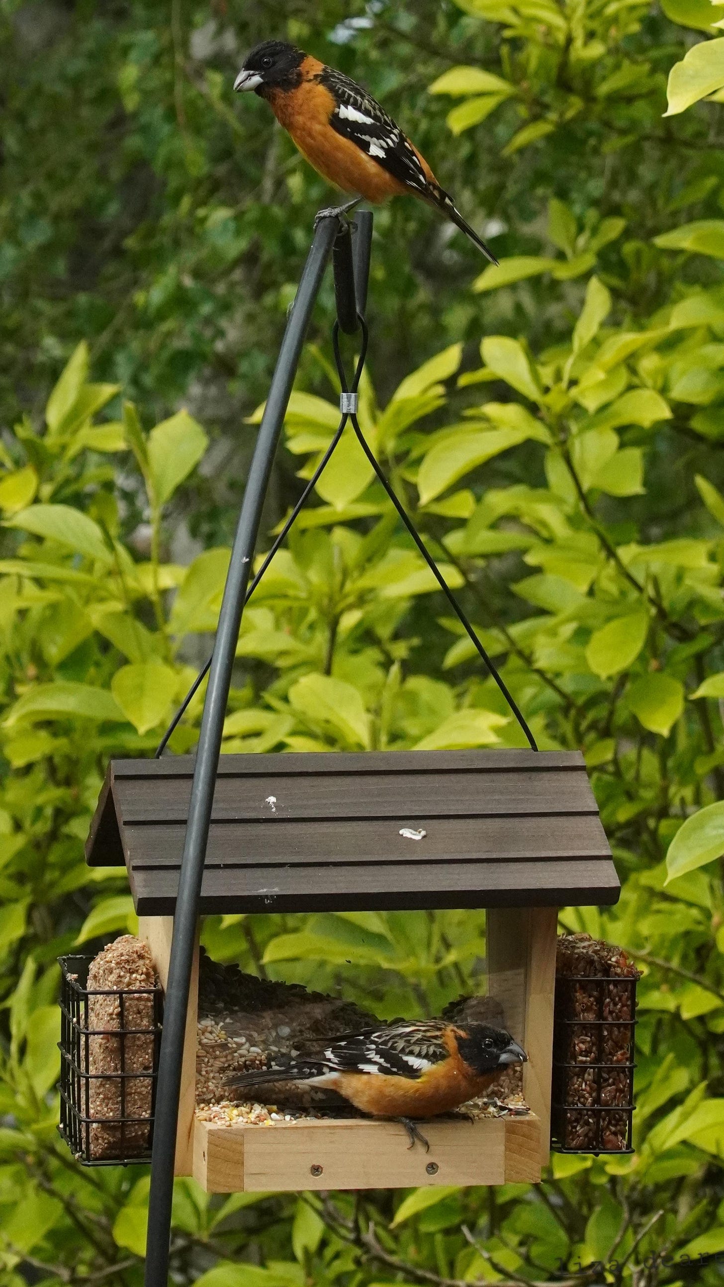 essay1.black-headed-grosbeak.4