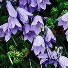 Lessons from a garden that planted itself 🪻