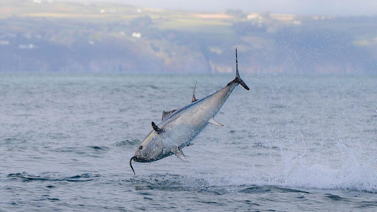 A silvery blue fish jumps out of the sea to catch a smaller fish which can be seen protruding from its mouth. In the background a hazy view of green fields can be seen and the edge of a cloudy grey sky A silvery blue fish jumps out of the sea to catch a smaller fish which can be seen protruding from its mouth. In the background a hazy view of green fields can be seen and the edge of a cloudy grey sky