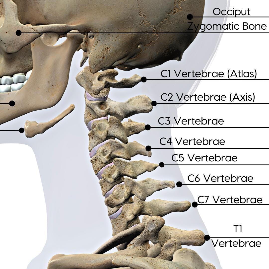 Cervical Spine Nerves and Functions | Treatment with Chiropractic Care  Gallatin Valley Chiropractic: Bozeman, MT: Back and Neck Pain, Whiplash &  More