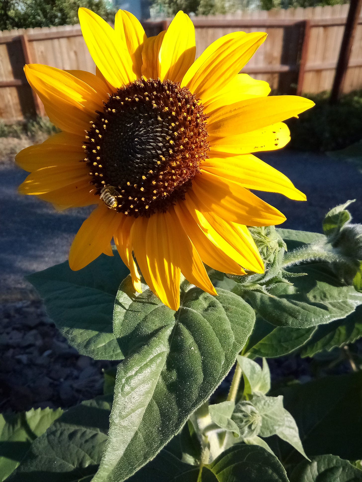 Sunflower with a bee