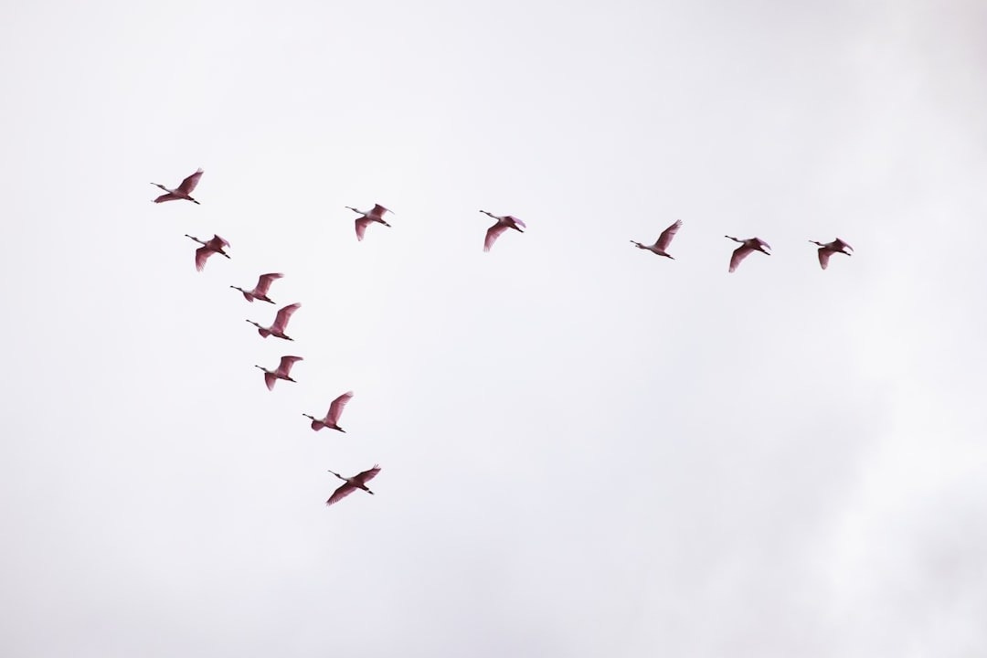 flight of red birds flight of red birds