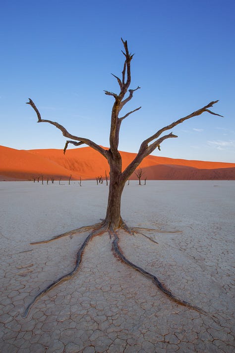 Namibia biodiversity, wildlife, The Himba and The Khoisan